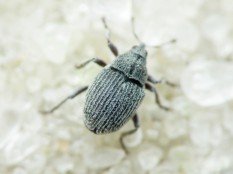 Ceutorhynchus hampei C. Brisout, 1869